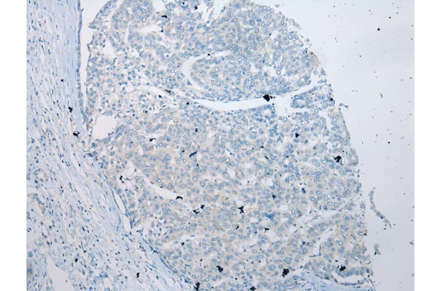 Immunohistochemistry - VSIG10 Antibody from Signalway Antibody (40293) - Antibodies.com
