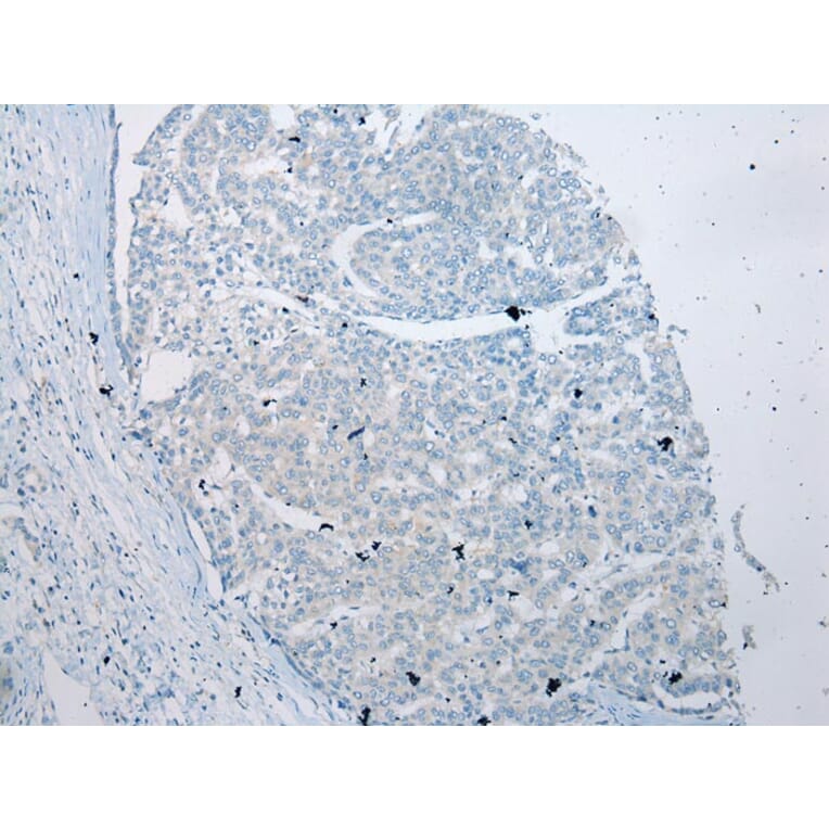 Immunohistochemistry - VSIG10 Antibody from Signalway Antibody (40293) - Antibodies.com