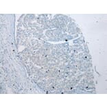 Immunohistochemistry - VSIG10 Antibody from Signalway Antibody (40293) - Antibodies.com