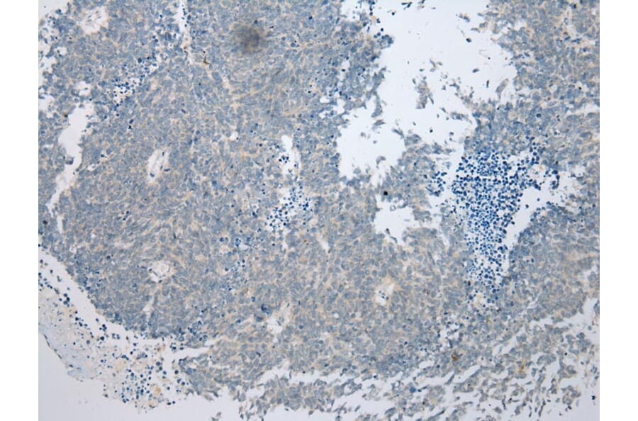 Immunohistochemistry - VSIG10 Antibody from Signalway Antibody (40293) - Antibodies.com
