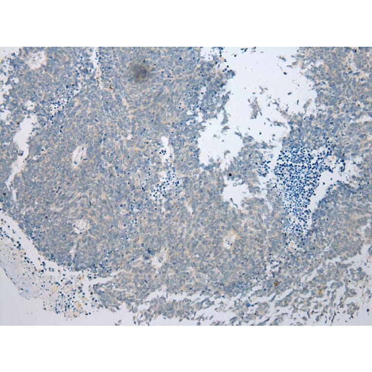 Immunohistochemistry - VSIG10 Antibody from Signalway Antibody (40293) - Antibodies.com