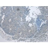 Immunohistochemistry - VSIG10 Antibody from Signalway Antibody (40293) - Antibodies.com
