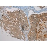 Immunohistochemistry - WDR45B Antibody from Signalway Antibody (40298) - Antibodies.com