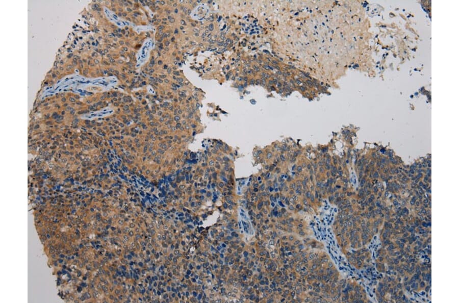 Immunohistochemistry - WDR45B Antibody from Signalway Antibody (40298) - Antibodies.com