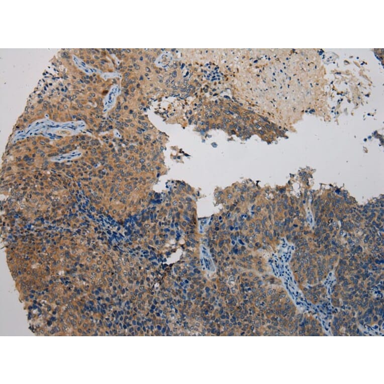 Immunohistochemistry - WDR45B Antibody from Signalway Antibody (40298) - Antibodies.com