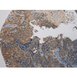 Immunohistochemistry - WDR45B Antibody from Signalway Antibody (40298) - Antibodies.com