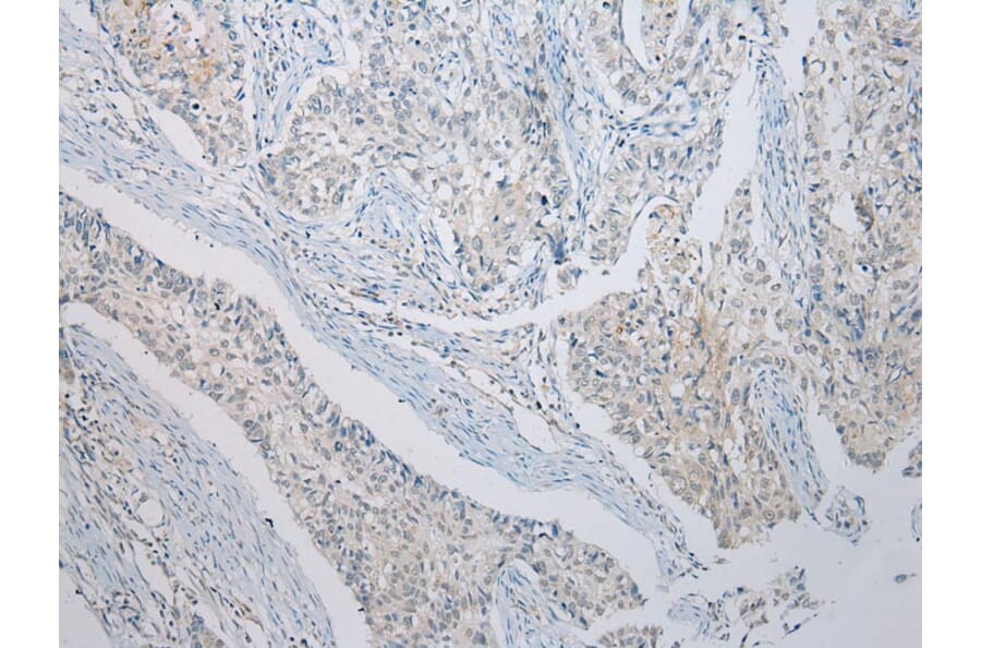 Immunohistochemistry - RASSF3 Antibody from Signalway Antibody (40318) - Antibodies.com