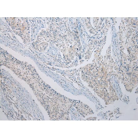 Immunohistochemistry - RASSF3 Antibody from Signalway Antibody (40318) - Antibodies.com