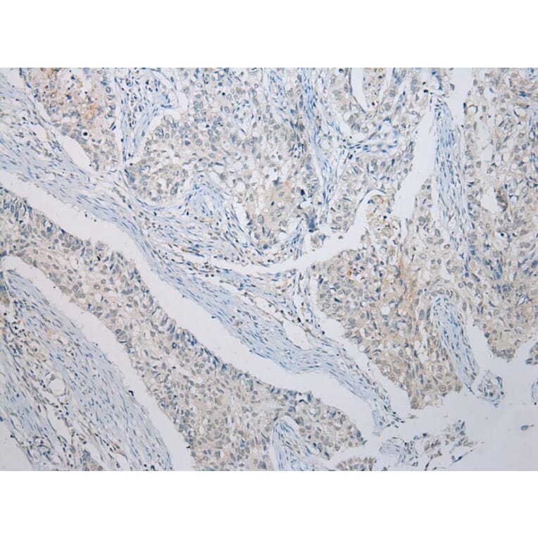 Immunohistochemistry - RASSF3 Antibody from Signalway Antibody (40318) - Antibodies.com