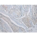 Immunohistochemistry - RASSF3 Antibody from Signalway Antibody (40318) - Antibodies.com
