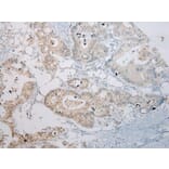 Immunohistochemistry - RASSF3 Antibody from Signalway Antibody (40318) - Antibodies.com