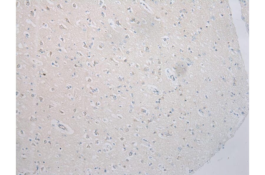Immunohistochemistry - SNAP29 Antibody from Signalway Antibody (40335) - Antibodies.com