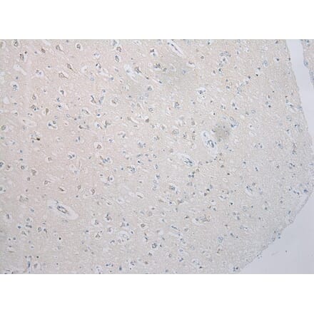 Immunohistochemistry - SNAP29 Antibody from Signalway Antibody (40335) - Antibodies.com