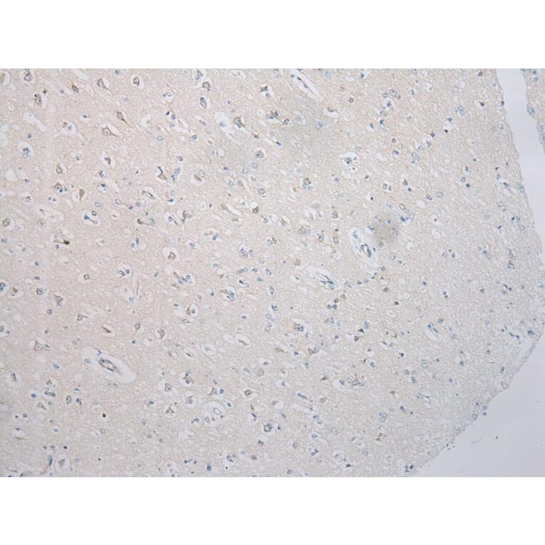 Immunohistochemistry - SNAP29 Antibody from Signalway Antibody (40335) - Antibodies.com