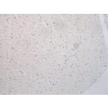 Immunohistochemistry - SNAP29 Antibody from Signalway Antibody (40335) - Antibodies.com
