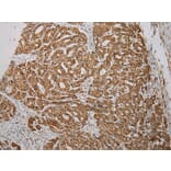 Immunohistochemistry - TXNDC5 Antibody from Signalway Antibody (40350) - Antibodies.com