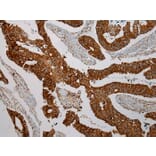 Immunohistochemistry - TXNDC5 Antibody from Signalway Antibody (40350) - Antibodies.com