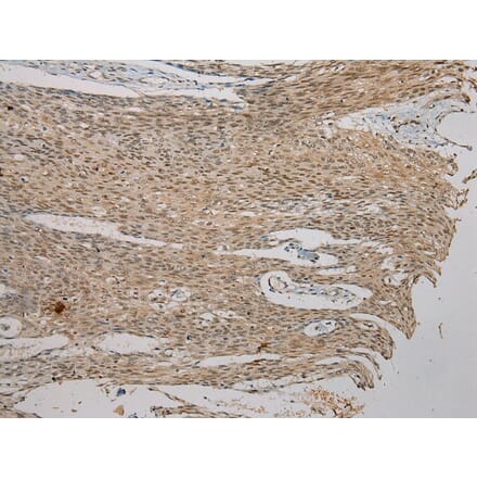 Immunohistochemistry - AGPAT9 Antibody from Signalway Antibody (40363) - Antibodies.com