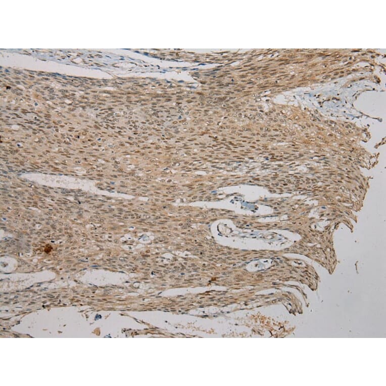 Immunohistochemistry - AGPAT9 Antibody from Signalway Antibody (40363) - Antibodies.com