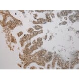 Immunohistochemistry - AGPAT9 Antibody from Signalway Antibody (40363) - Antibodies.com