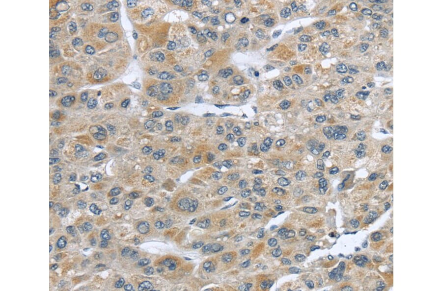 Immunohistochemistry - CFAP45 Antibody from Signalway Antibody (40364) - Antibodies.com