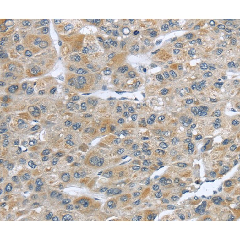 Immunohistochemistry - CFAP45 Antibody from Signalway Antibody (40364) - Antibodies.com