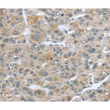 Immunohistochemistry - CFAP45 Antibody from Signalway Antibody (40364) - Antibodies.com