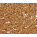 Immunohistochemistry - SLC7A9 Antibody from Signalway Antibody (40371) - Antibodies.com