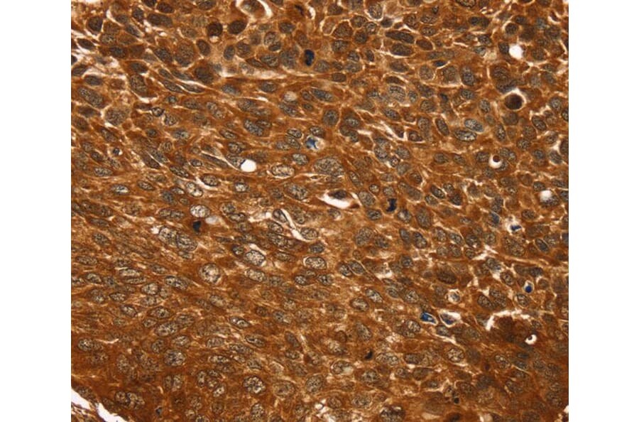 Immunohistochemistry - TCEB3B Antibody from Signalway Antibody (40379) - Antibodies.com
