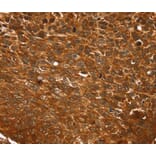 Immunohistochemistry - TCEB3B Antibody from Signalway Antibody (40379) - Antibodies.com