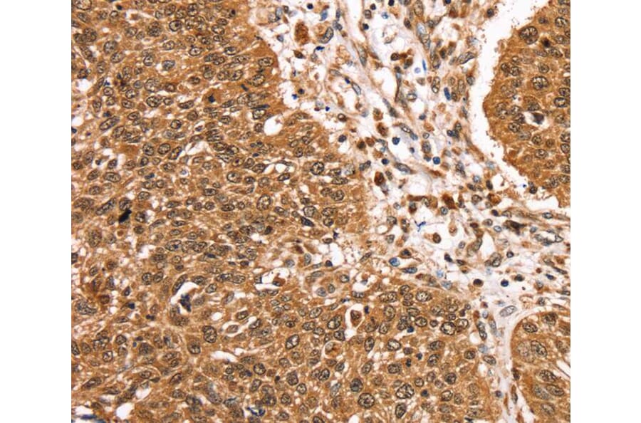Immunohistochemistry - TCEB3B Antibody from Signalway Antibody (40379) - Antibodies.com