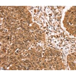 Immunohistochemistry - TCEB3B Antibody from Signalway Antibody (40379) - Antibodies.com