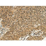 Immunohistochemistry - PSMD10 Antibody from Signalway Antibody (42712) - Antibodies.com