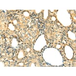 Immunohistochemistry - DNASE1 Antibody from Signalway Antibody (42716) - Antibodies.com