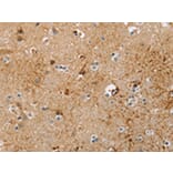 Immunohistochemistry - TRIM69 Antibody from Signalway Antibody (42739) - Antibodies.com