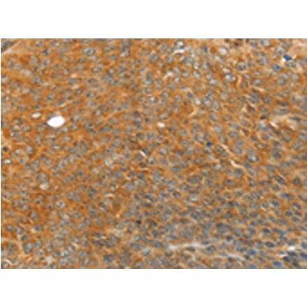 Immunohistochemistry - TRIM21 Antibody from Signalway Antibody (42767) - Antibodies.com