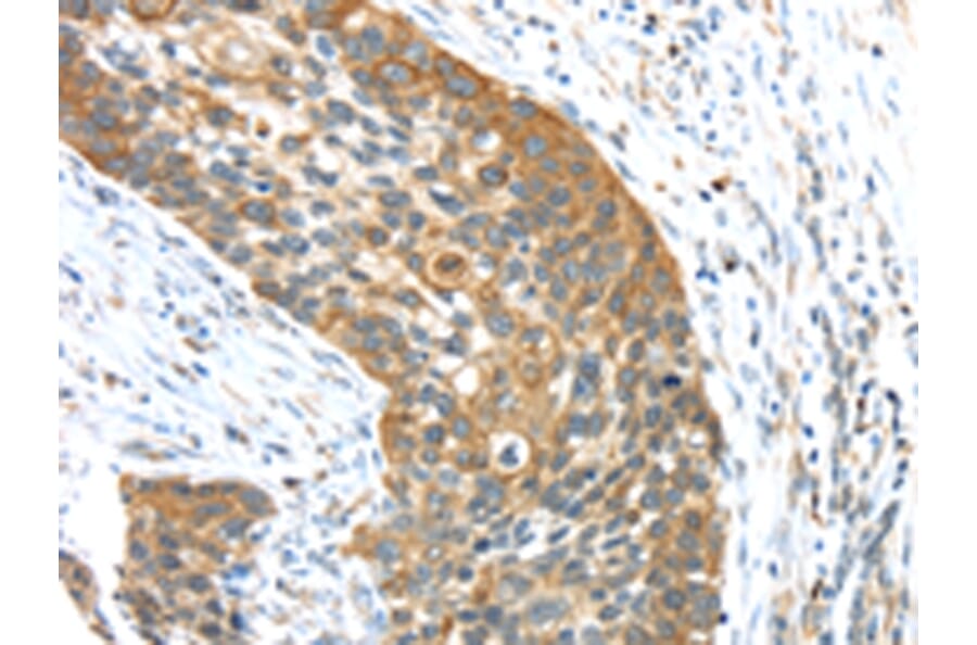 Immunohistochemistry - TRIM16 Antibody from Signalway Antibody (42781) - Antibodies.com