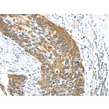 Immunohistochemistry - TRIM16 Antibody from Signalway Antibody (42781) - Antibodies.com