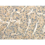 Immunohistochemistry - UBAP2L Antibody from Signalway Antibody (42800) - Antibodies.com