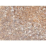 Immunohistochemistry - SWAP70 Antibody from Signalway Antibody (42812) - Antibodies.com