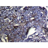 Immunohistochemistry - DUSP11 Antibody from Signalway Antibody (42819) - Antibodies.com