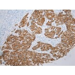 Immunohistochemistry - VPS33A Antibody from Signalway Antibody (42842) - Antibodies.com