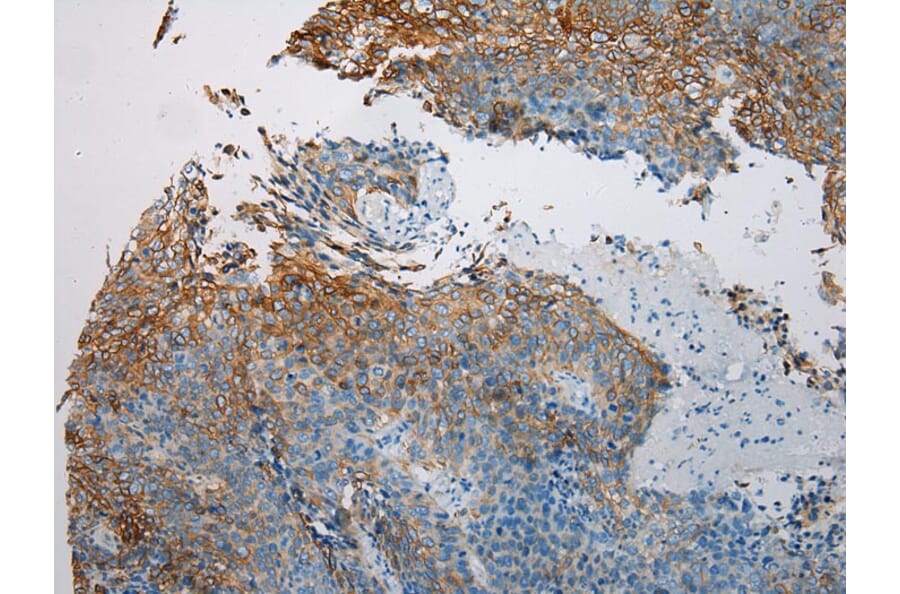 Immunohistochemistry - VPS33A Antibody from Signalway Antibody (42842) - Antibodies.com
