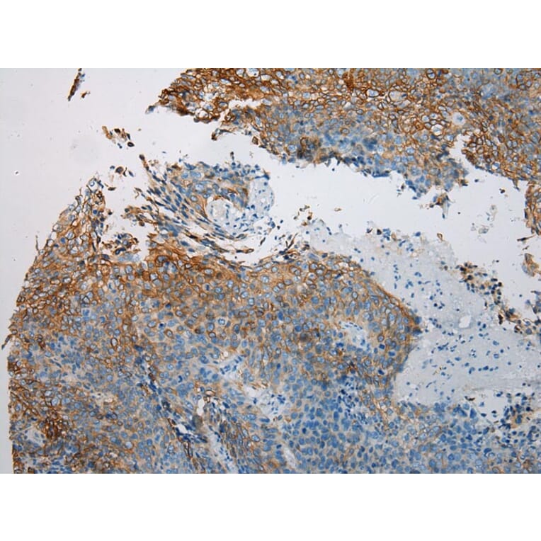 Immunohistochemistry - VPS33A Antibody from Signalway Antibody (42842) - Antibodies.com