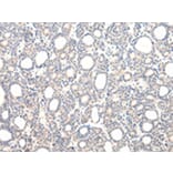 Immunohistochemistry - VPS33B Antibody from Signalway Antibody (42843) - Antibodies.com