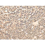 Immunohistochemistry - VPS37D Antibody from Signalway Antibody (42845) - Antibodies.com