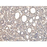 Immunohistochemistry - VPS37D Antibody from Signalway Antibody (42845) - Antibodies.com