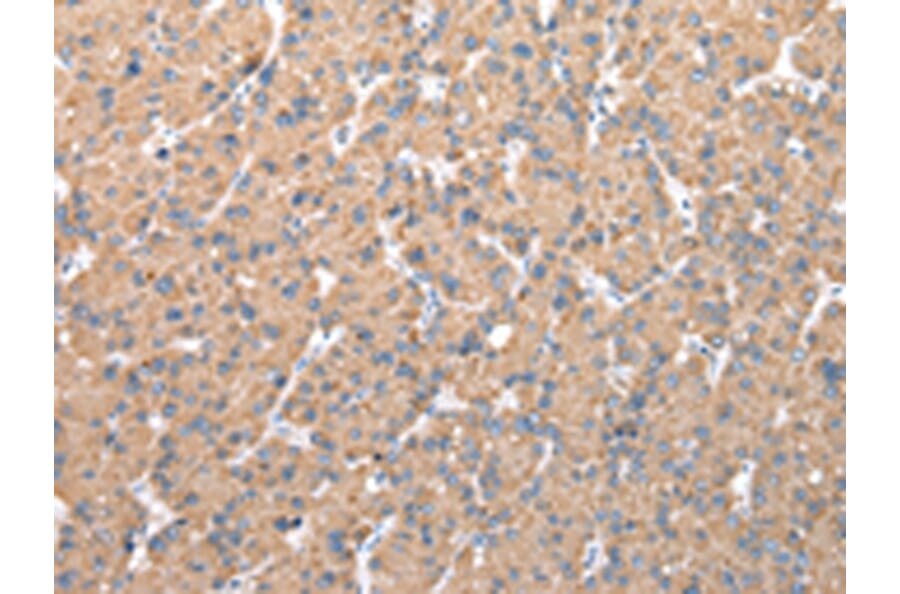 Immunohistochemistry - CFAP52 Antibody from Signalway Antibody (42852) - Antibodies.com