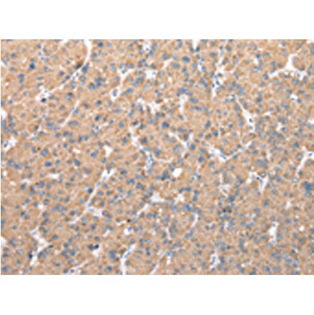 Immunohistochemistry - CFAP52 Antibody from Signalway Antibody (42852) - Antibodies.com