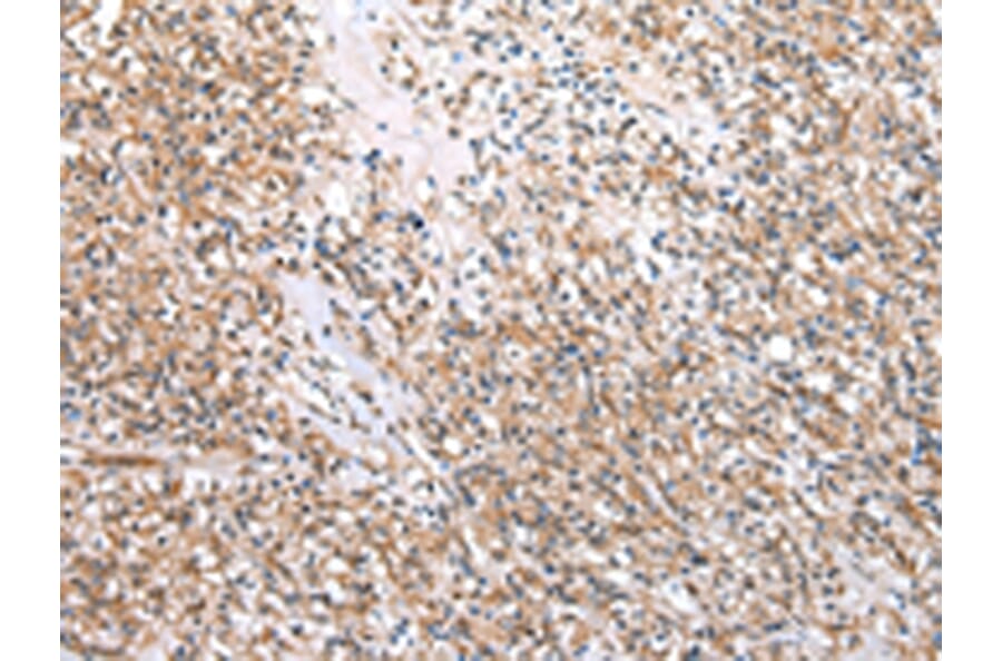 Immunohistochemistry - CFAP52 Antibody from Signalway Antibody (42852) - Antibodies.com